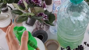 Трипся на фиалка, как избавится?