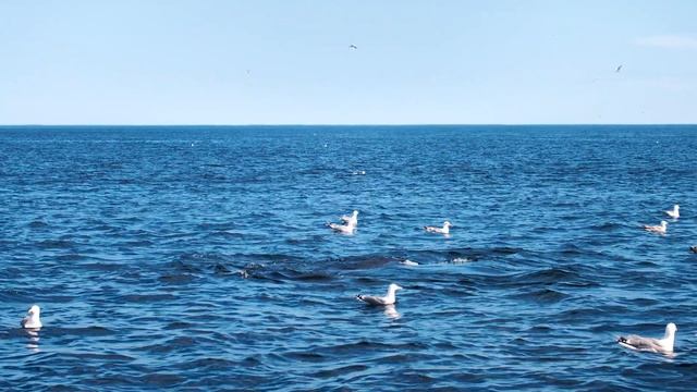 Горбач в июне смотреть онлайн