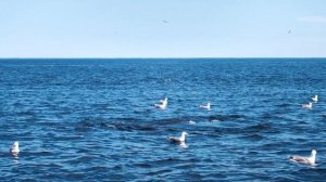 Горбач в июне