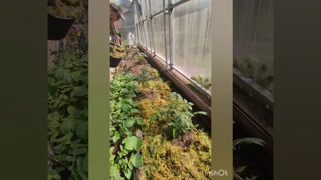 Работа с томатами в теплице. Продолжение. Часть 2.