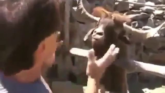 Как выглядит спор с ОВНОМ! смотреть онлайн