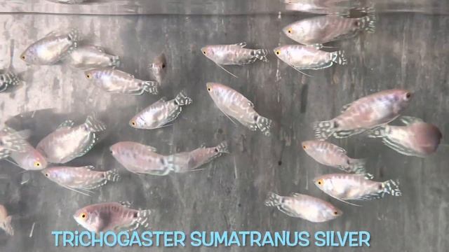 Trichogaster sumatranus SILVER смотреть онлайн