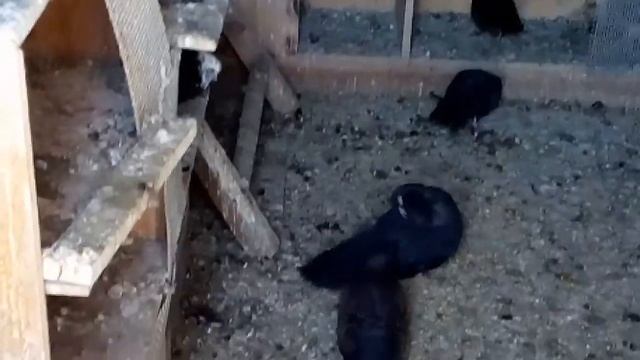 Голуби на заводе (Племеник) смотреть онлайн