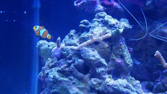 Amphiprion ocellaris (Pi & Erik) смотреть онлайн