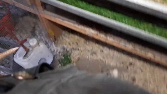 Бройлеры 40 дней смотреть онлайн