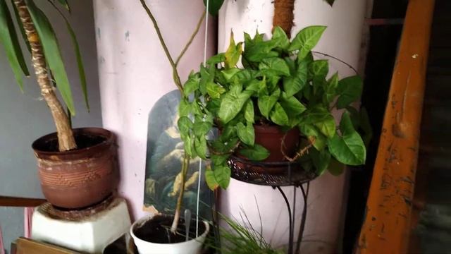 Усечённый лифт ЦРМЗ 1989 г.в., V=0,71 м/с, г/п 240 кг смотреть онлайн