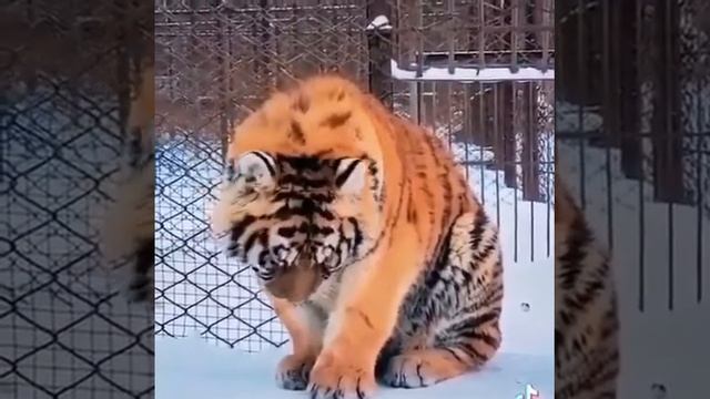 Грустный тигр смотреть онлайн