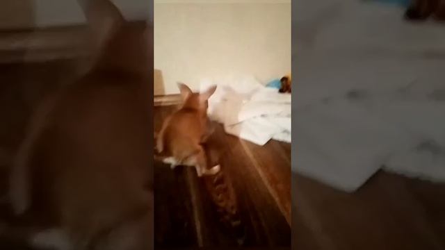 Моя новая собака 🐕♥😍🥰🤩😘 смотреть онлайн