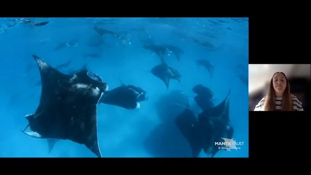 Exploring careers in Marine Biology with Manta Trust смотреть онлайн