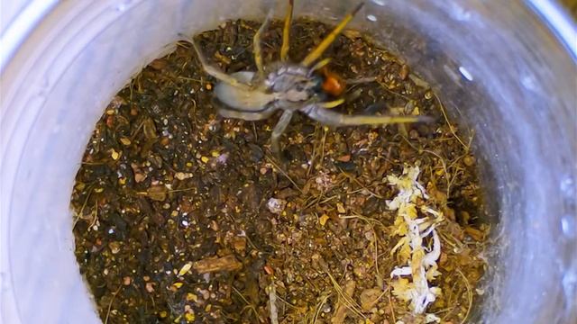 Hogna Schmitzi, ~1" sling, feeding 4/28/2021 смотреть онлайн