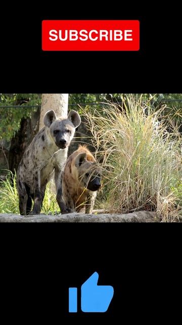 TOP 10 Strongest Animal Bite Force in the World #shorts #shortvideo #hyena смотреть онлайн