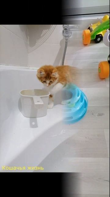 #Shorts Когда курильский бобтейл Элли была маленькой) Выпуск в честь Дня рождения Элли) смотреть онлайн