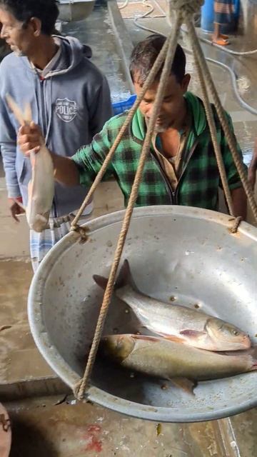 Very Big Alive Silver Carp Fish Selling at Chatmohar Fish Market Pabna Bangladesh | Fish Fin. смотреть онлайн