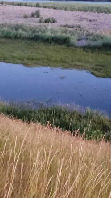 Beaver on the move 5-6a.m. 7/24/24 смотреть онлайн