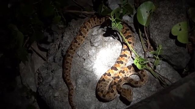 サキシマハブ смотреть онлайн