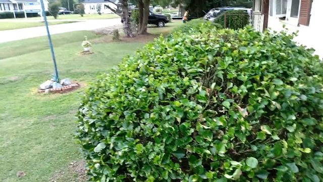 Amazon green works hedge trimmer in action смотреть онлайн