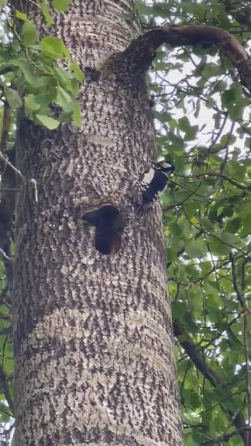 Дятел кормит птенца в дупле смотреть онлайн