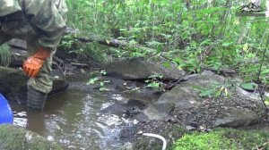 Золото в городской реке