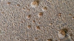 Ферментированное  удобрение из голубиного помета