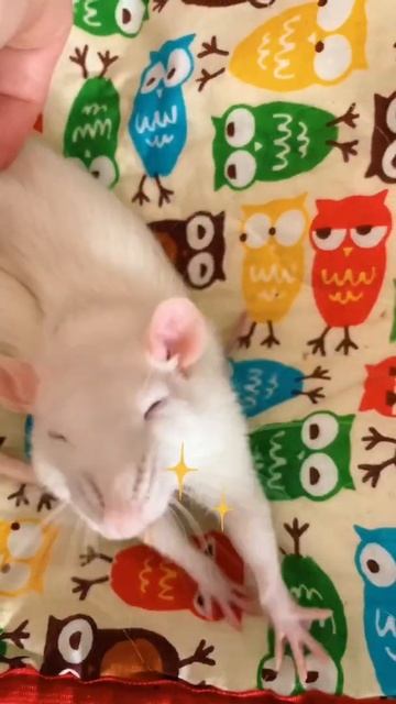 🐁 My little princess Eva. Do you like rat?) #rat #rats #крыса #крыска смотреть онлайн