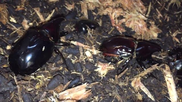 Xylotrupes Gideon смотреть онлайн