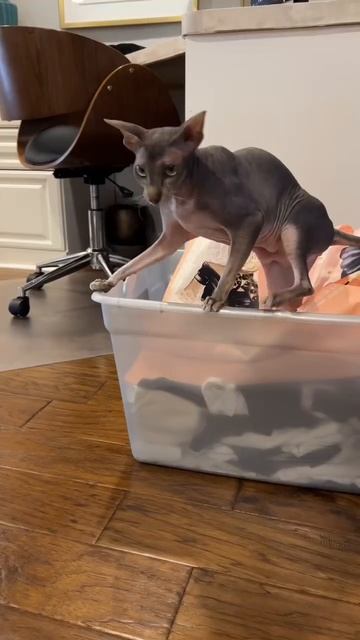 Sneaky cat….we cant see you! 😹 #shorts #sphynx смотреть онлайн
