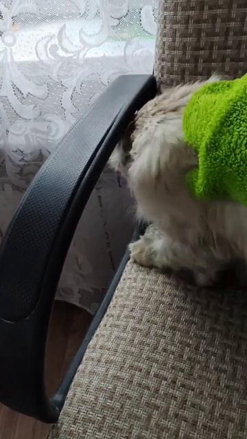 варежка Твист идеальна для очищения шубки животных #greenway #невскаямаскарадная смотреть онлайн