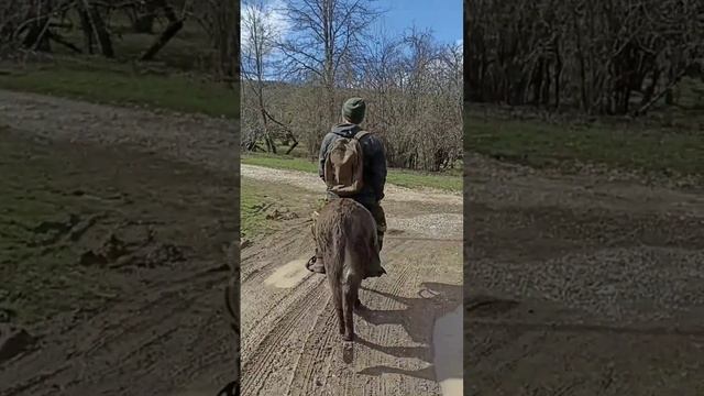 обкатка ослов смотреть онлайн