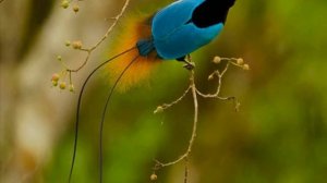 Райские птицы !