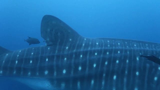 Diving the Galápagos смотреть онлайн