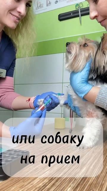Результаты анализов питомца в день обращения 📝 смотреть онлайн