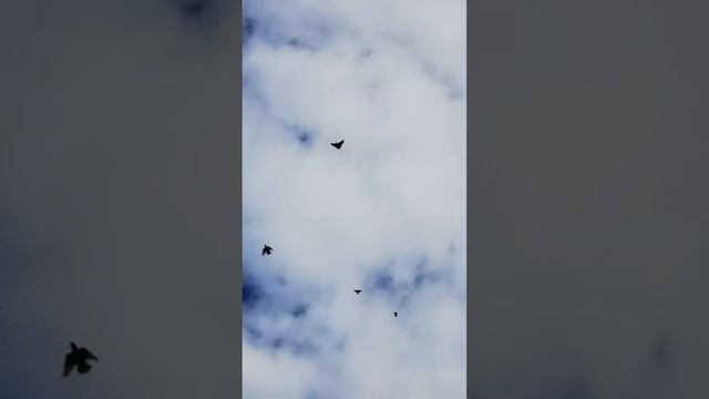 Голуби. Февральский молодой черный белохвостый игру набирает, ему 4,5 месяца... смотреть онлайн