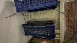 Лайфхакер гнездо для рисовых Амадин￼
