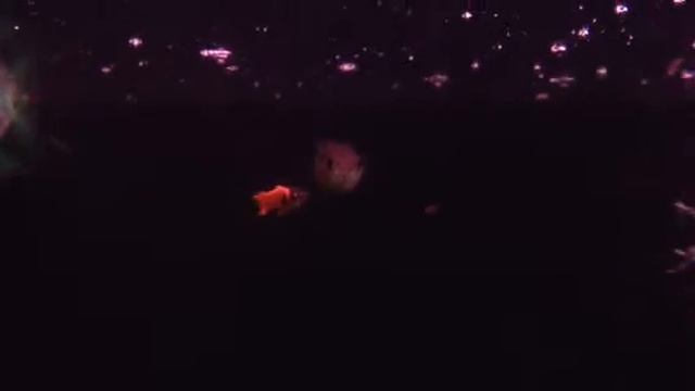 Guppy chili ender смотреть онлайн