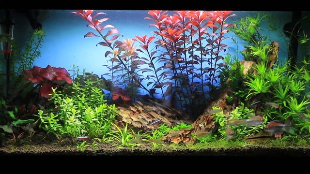 Planted fish tank смотреть онлайн