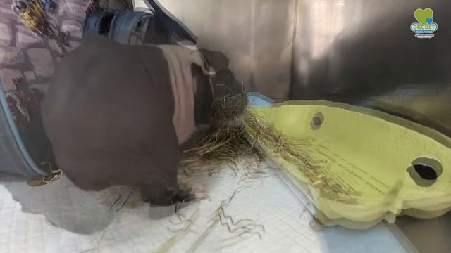 Морська свинка Пепа смотреть онлайн