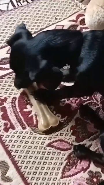 Купили КОСТОЧКУ для ЩЕНКА/ #собака ##забавныеживотные #милыесобачки #смешныещенки #приколысживотным смотреть онлайн