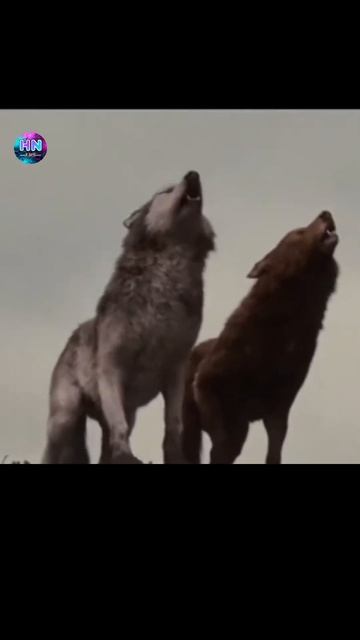 भेड़िए को भी पालतू बनाया जा सकता है?🤔#shorts смотреть онлайн