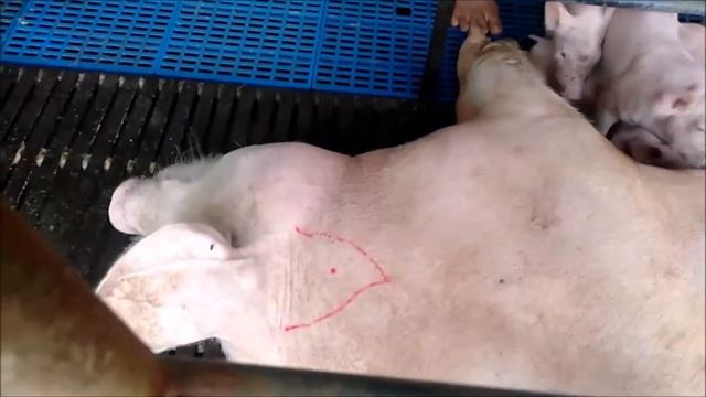 Pag-inject sa Inahing Baboy gamit ang Disposable Syringe! смотреть онлайн