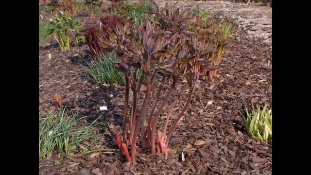 Проростки пионов смотреть онлайн