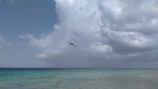 Pelican dive bombs a fish at Flamingo Island in Aruba смотреть онлайн