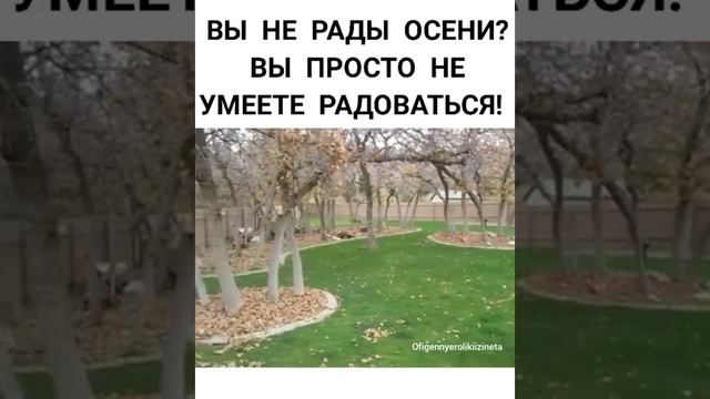 самая радостная собака!! смотреть онлайн