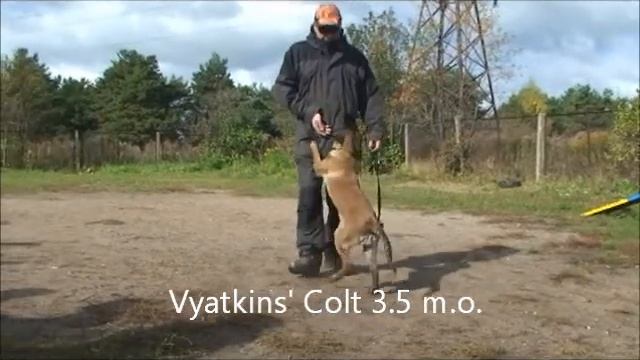 Vyatkins' Colt - 3.5 m.o. - beginning training смотреть онлайн