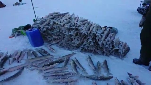 Немного щуки поймали... смотреть онлайн
