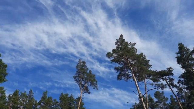 🌳🦌ЧЕРВЛЁНЫЙ ЯР/заповедник🐐🌲 смотреть онлайн