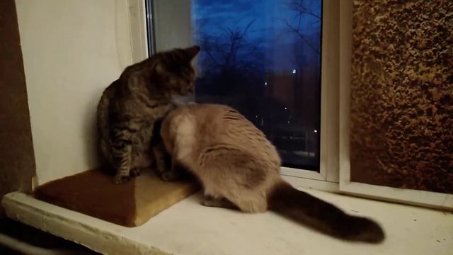 Кошачье общение. Кошки Люба и Клюшка. смотреть онлайн