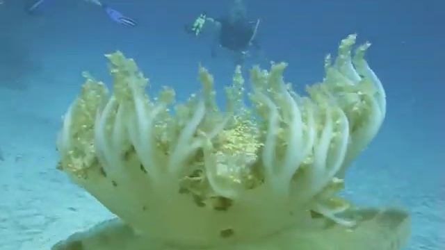 Cuba Playa Pesquero 2013 смотреть онлайн