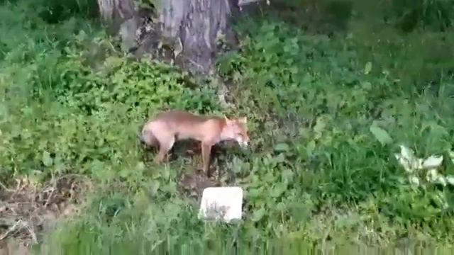 Лиса на даче у братишки во Владивостоке смотреть онлайн
