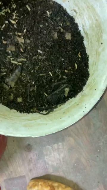 Чёрная Львинка смотреть онлайн