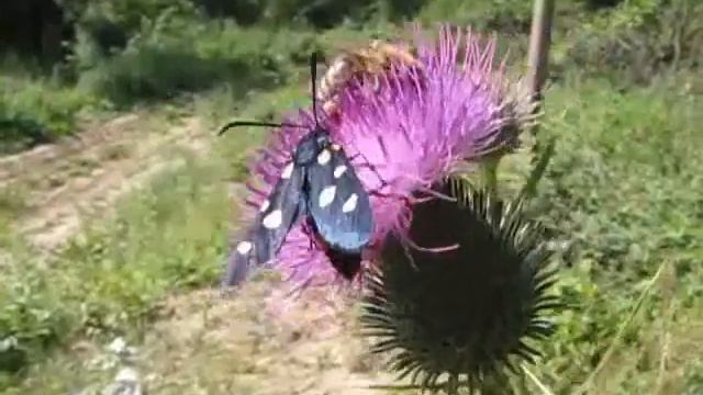 Zygaena ephialtes - Variable Burnet - vřetenuška čičorková смотреть онлайн
